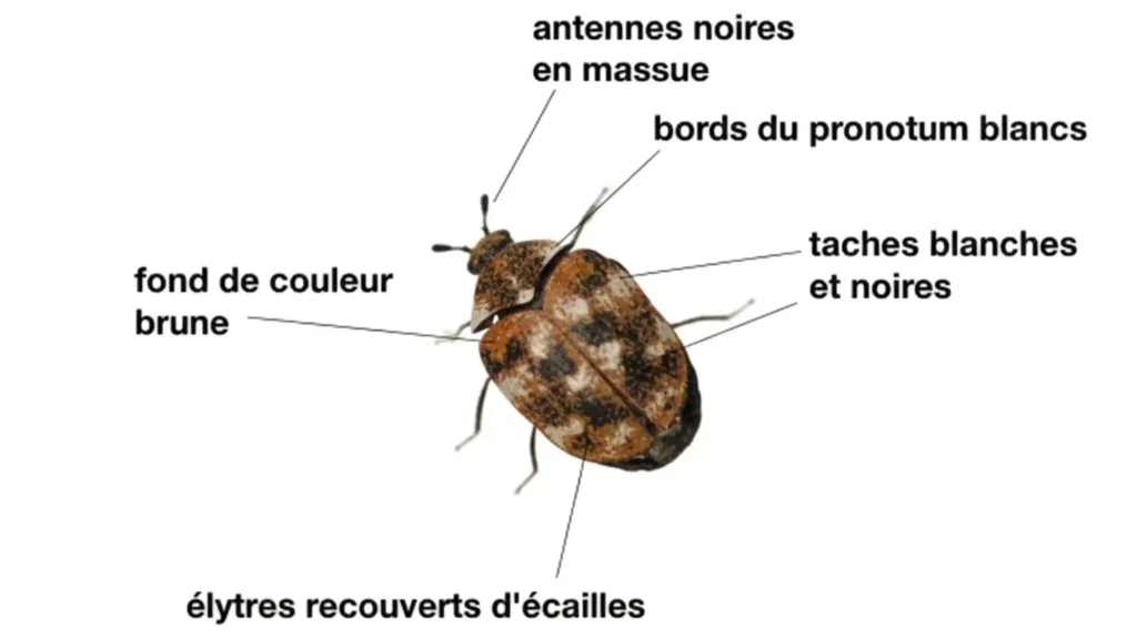 Caractéristiques l'anthrène adulte