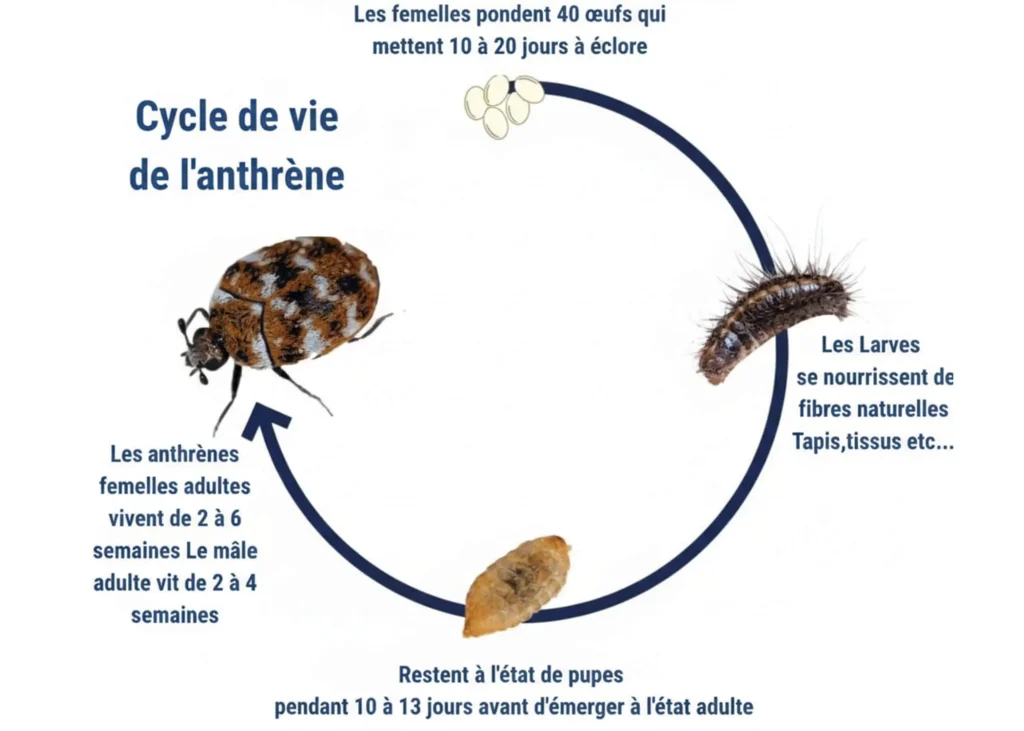 cycle de vie de l’anthrène