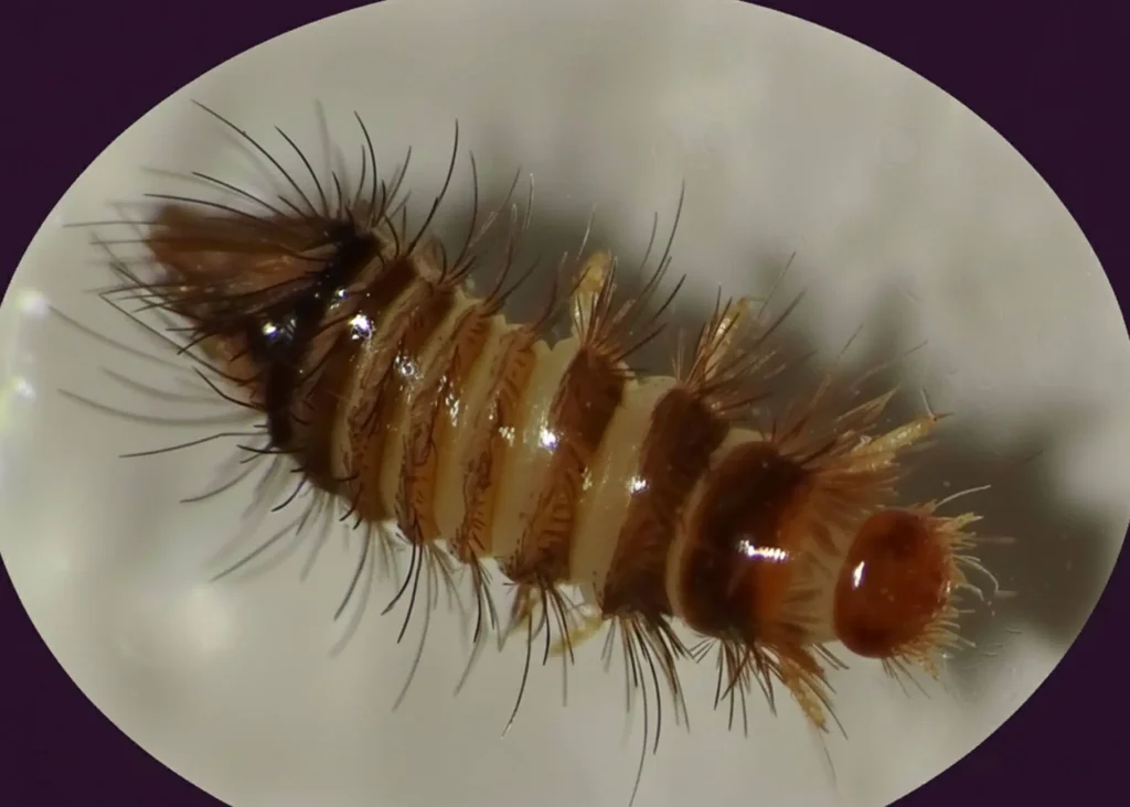 la larve d'anthrène