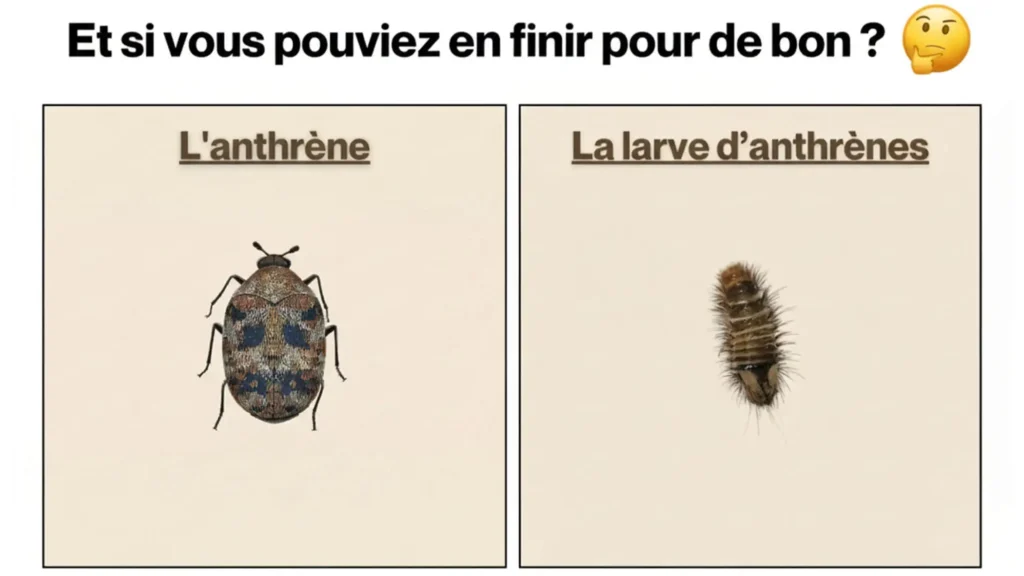 larve d'anthrène et anthrène