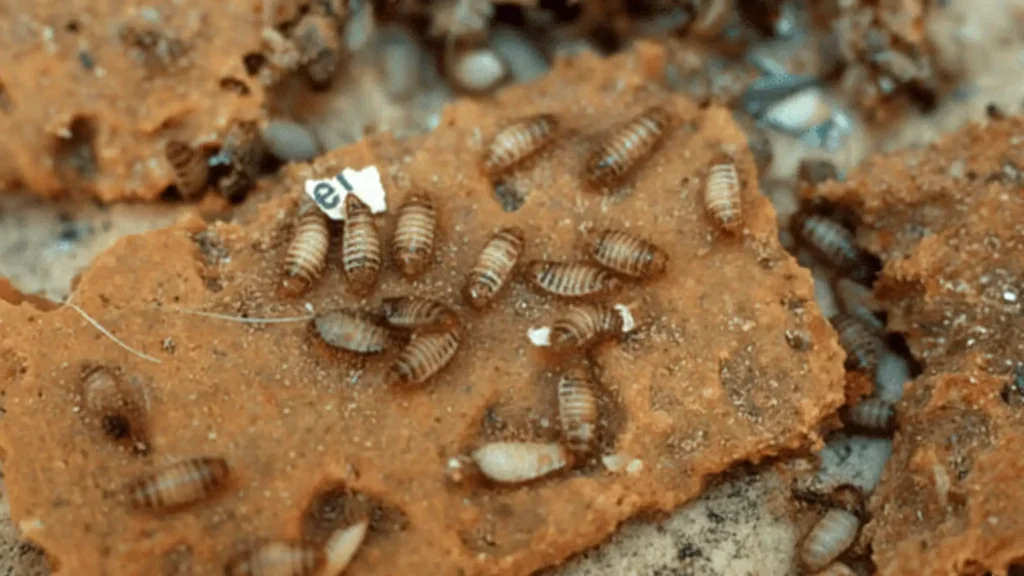 dégâts causés par les insectes nuisibles